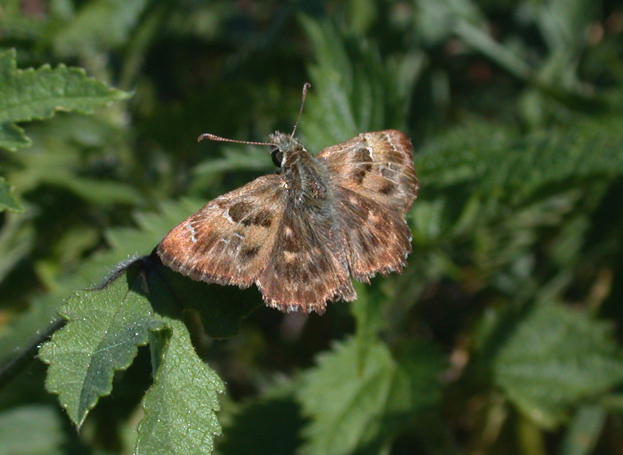 Carcharodus alceae